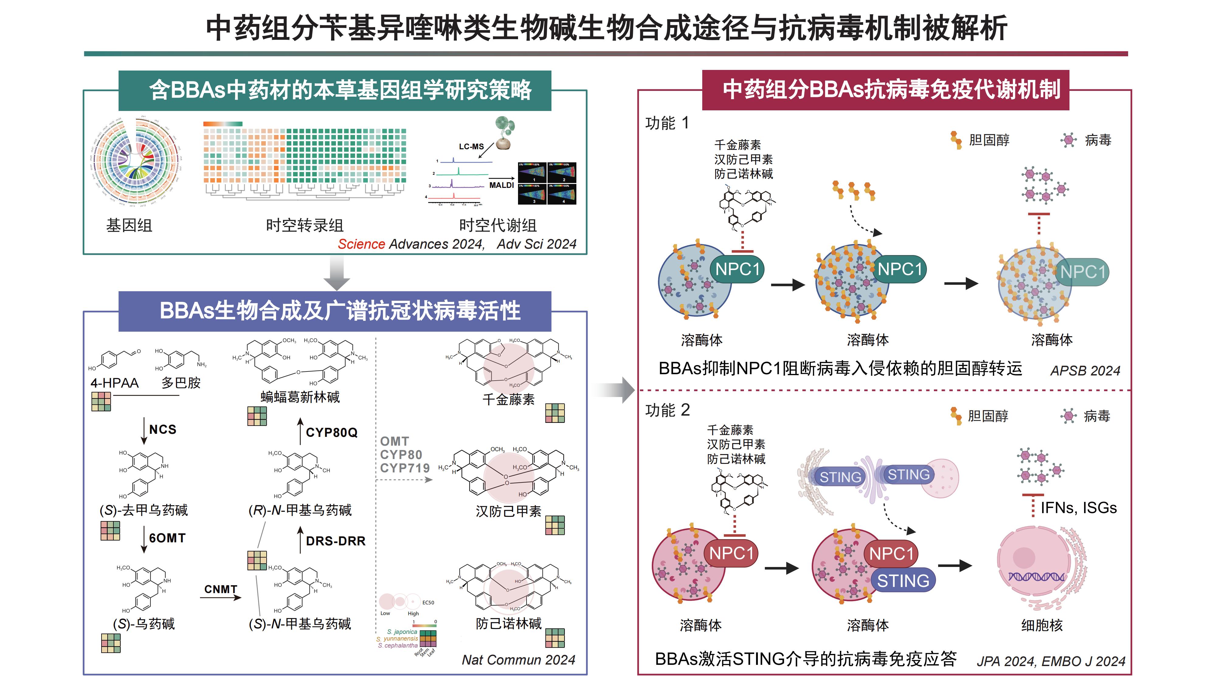 图片摘要-中药组分苄基异喹啉类生物碱生物合成途径与抗病毒机制被解析.jpg